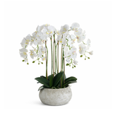 Composition d'Orchidée Séréna 70 cm