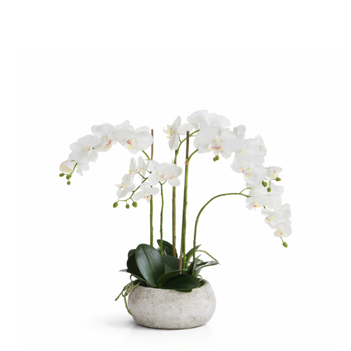 Composition d'Orchidée Séréna 60 cm