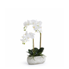 Composition d'Orchidée pot allongé Séréna 65 cm