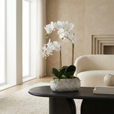 Composition d'Orchidée pot allongé Séréna 65 cm