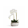 Séréna 58 elongated pot Orchid composition