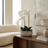 Composition d'Orchidée pot allongé Séréna 58 cm