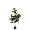 Ficus in vaso 130 cm