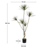 Dimensions de la cordyline artificielle 180 cm : hauteur 180 cm, largeur 70 cm, pot 17,5 cm de hauteur et 19,5 cm de diamètre
