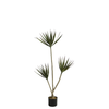 Cordyline en pot 120 cm