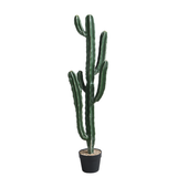 Cactus Cereus in vaso da 105 cm