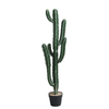 Cactus Cereus en pot 105 cm