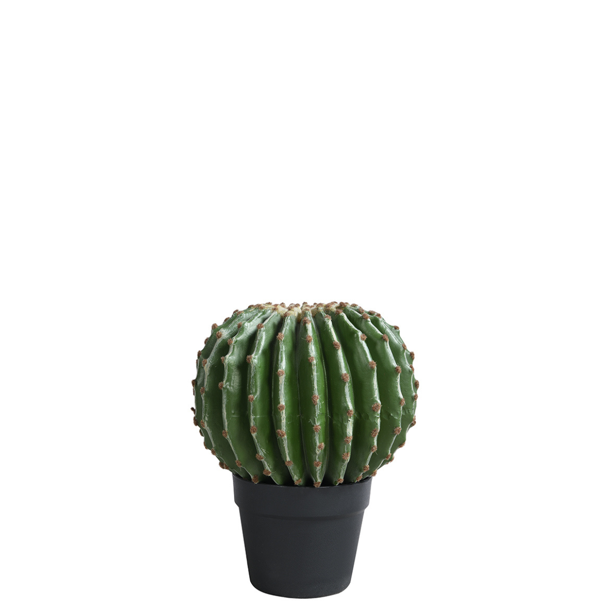 Cactus rotondo in vaso 31 cm