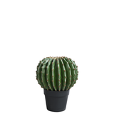 Cactus rotondo in vaso 31 cm