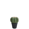 Cactus redondo en maceta 22 cm