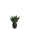 Agave en maceta de 35 cm
