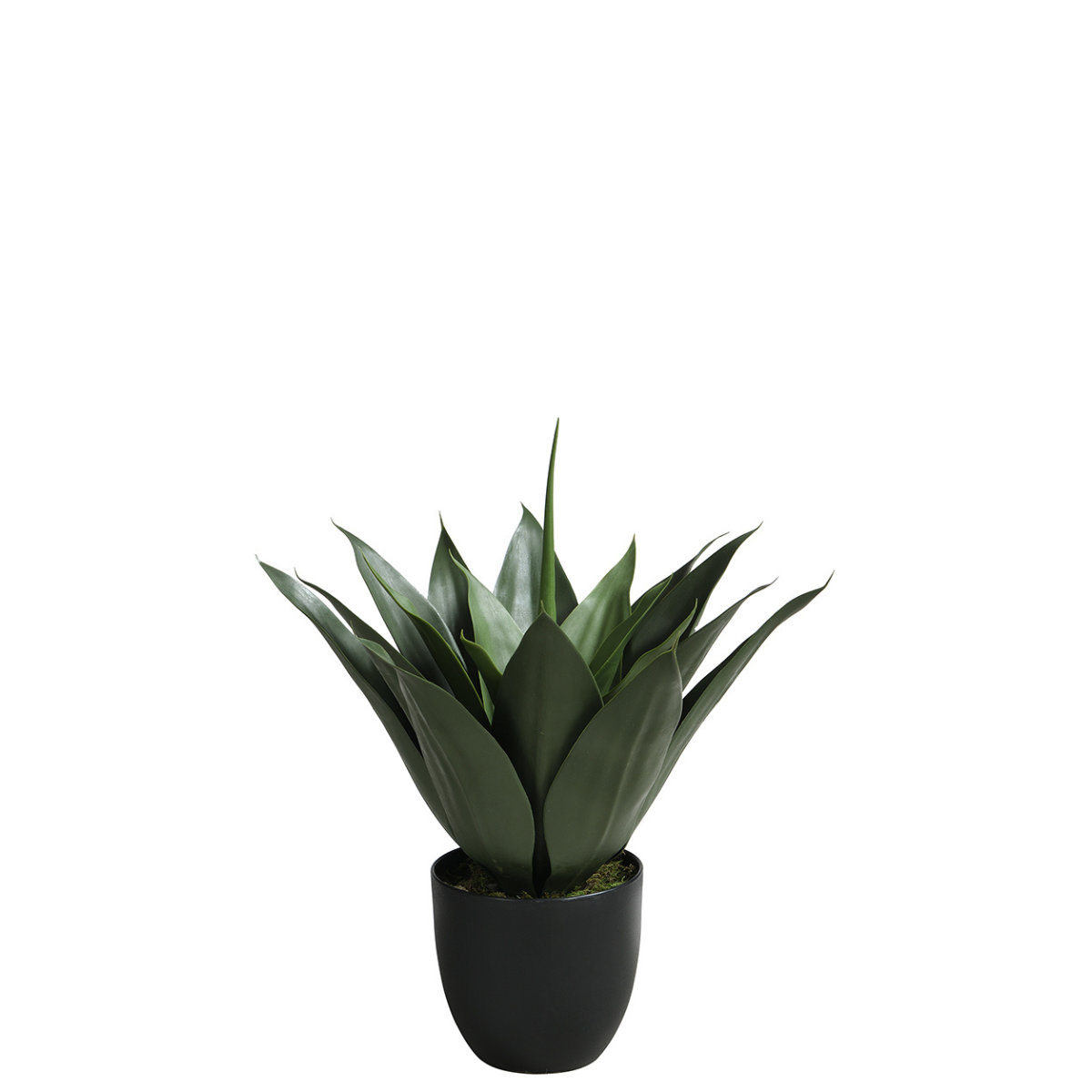 Agave in vaso da 51 cm