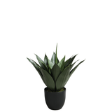 Agave in vaso da 51 cm