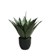 Agave en maceta de 51 cm