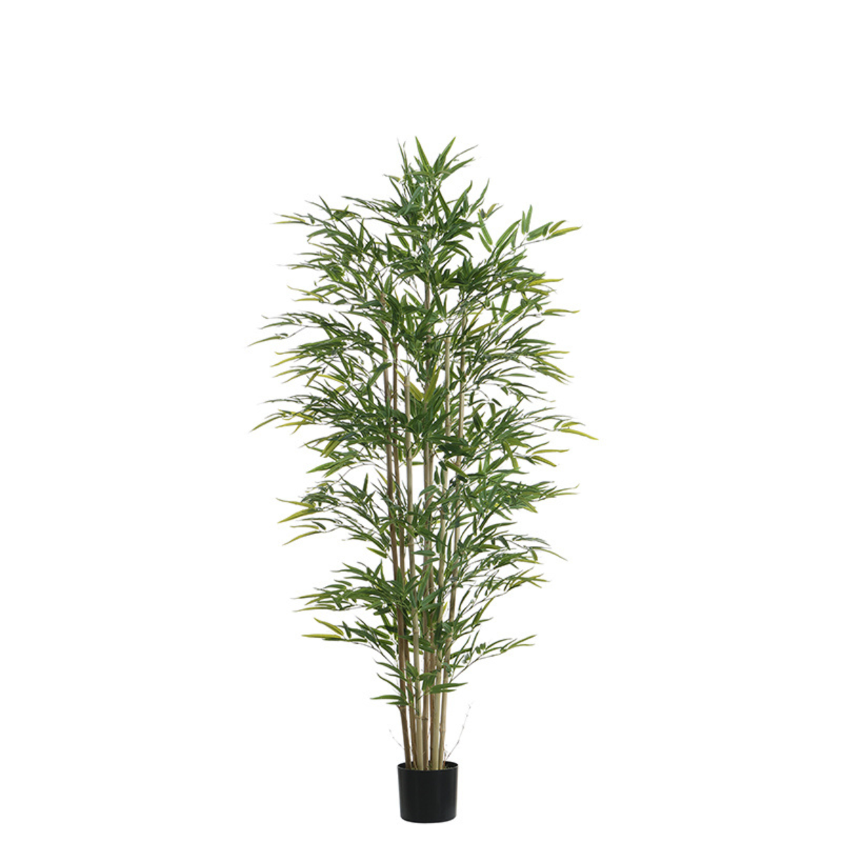 Bambou en pot 180 cm