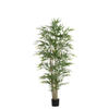 Bambou en pot 180 cm