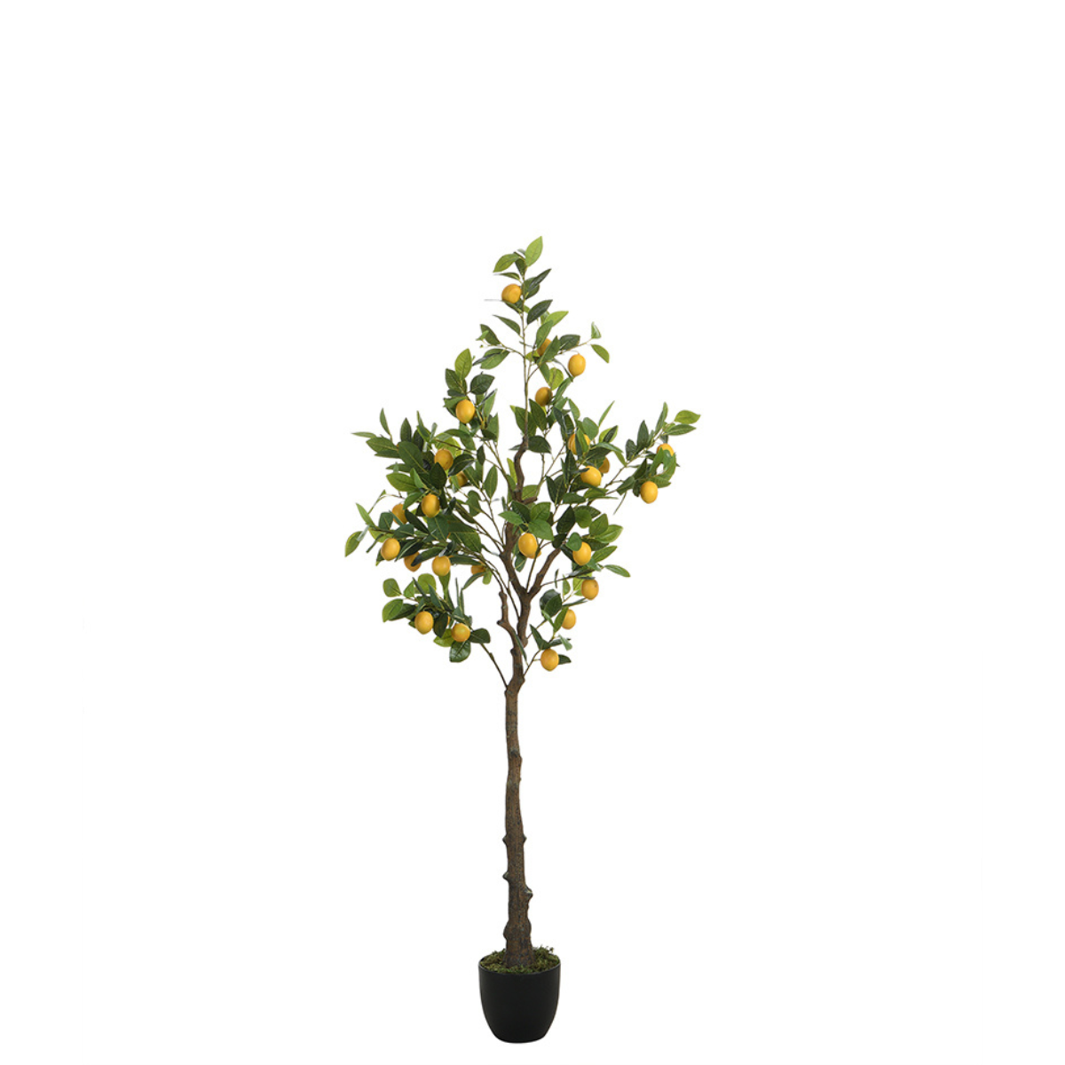 Citronnier en pot 160 cm