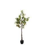 Citronnier en pot 160 cm