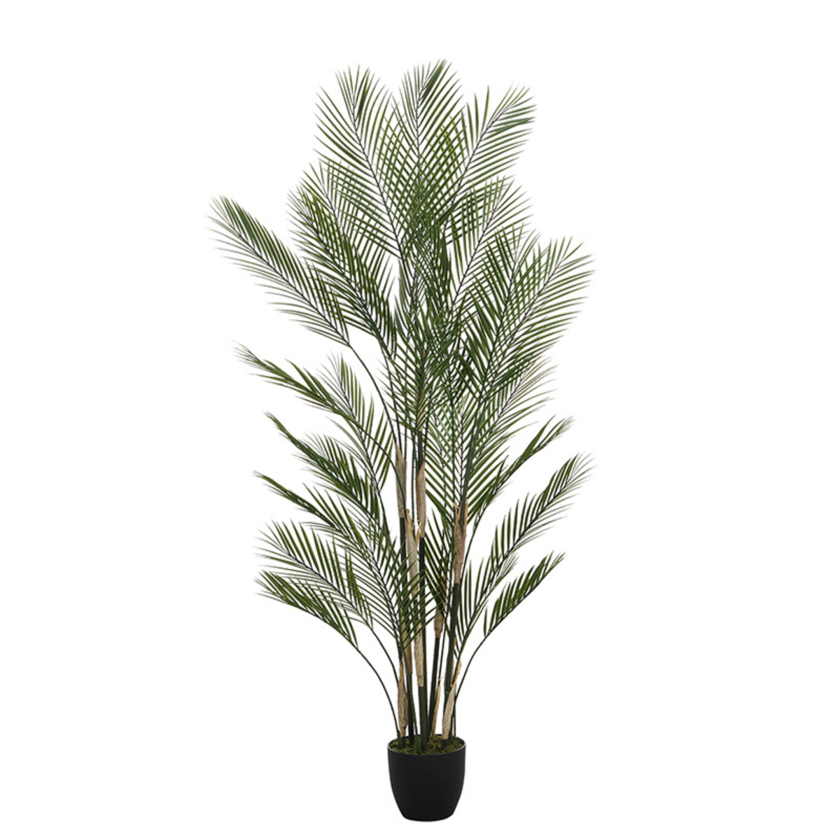 Palmier Kwai en pot 180 cm