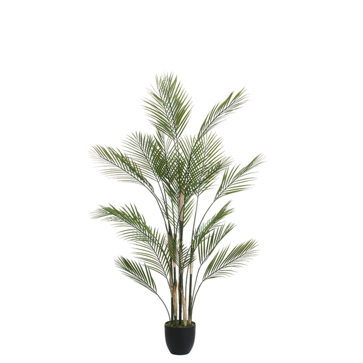 Palmier Kwai en pot 150 cm