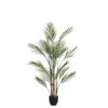 Palmier Kwai en pot 150 cm