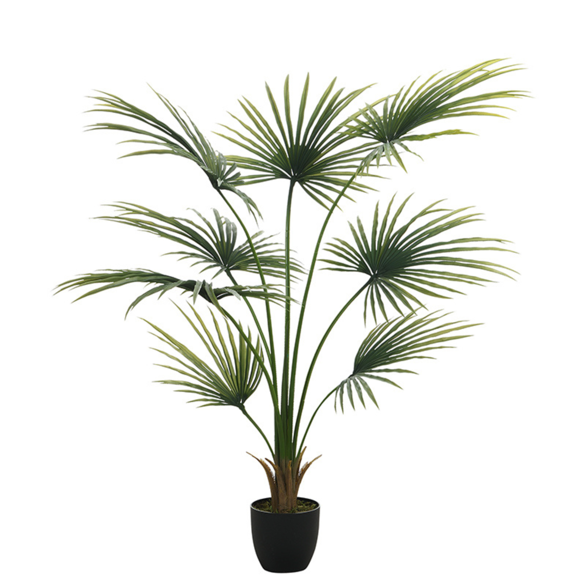 Palmier Kwai en pot 160 cm