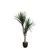 Dracaena en pot 119 cm