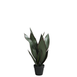 Sansevieria en pot 49 cm
