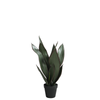 Sansevieria en maceta de 49 cm