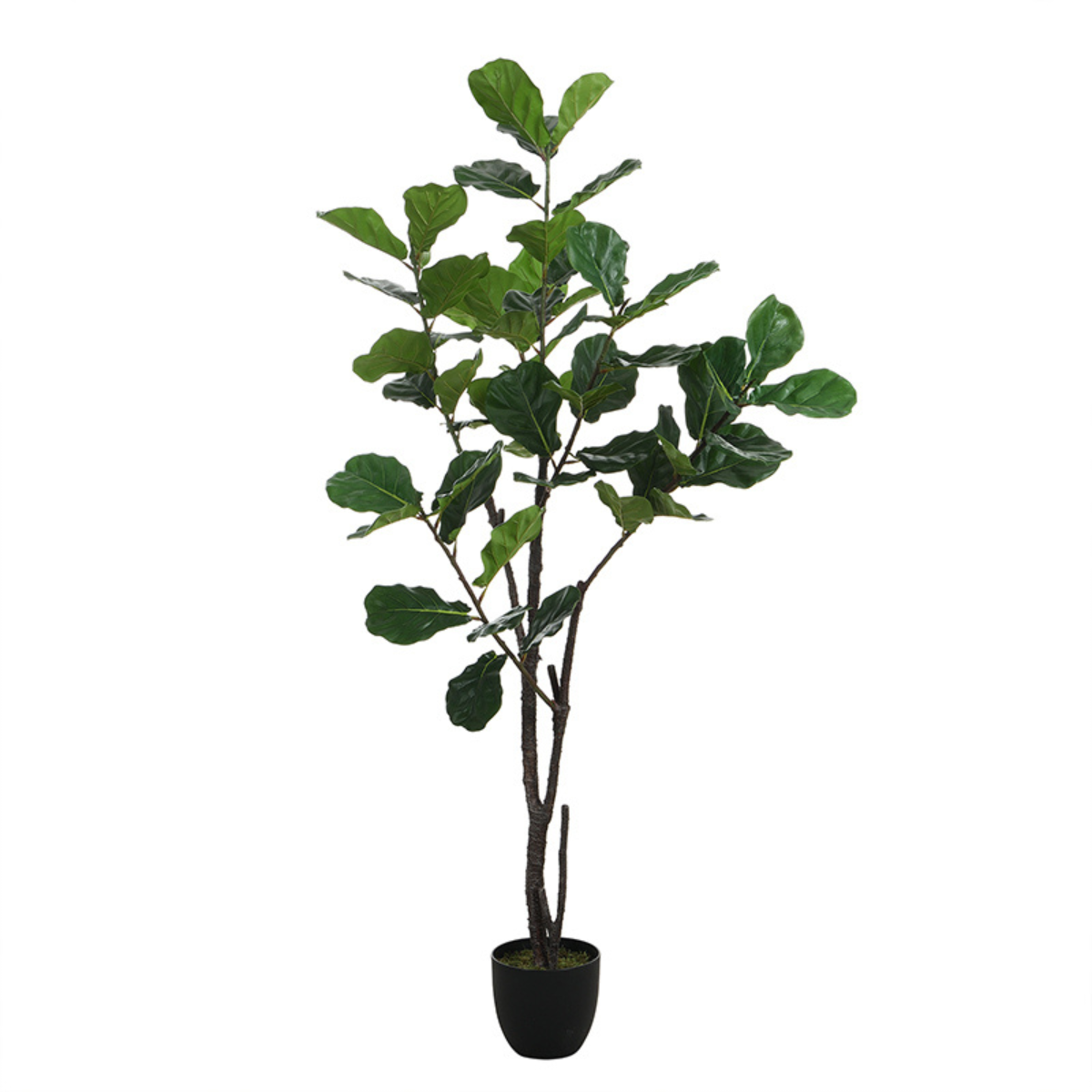 Ficus en pot 210 cm