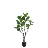 Ficus en pot 150 cm