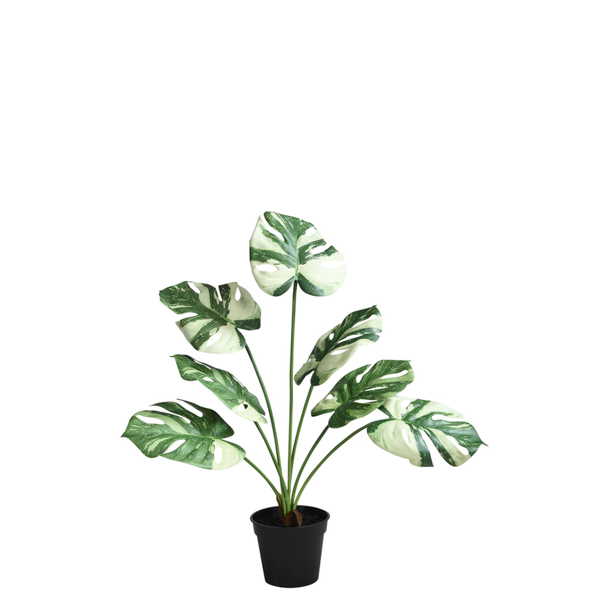 Monstera in vaso da 57 cm