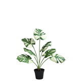 Monstera in vaso da 57 cm