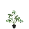 Monstera en maceta de 57 cm