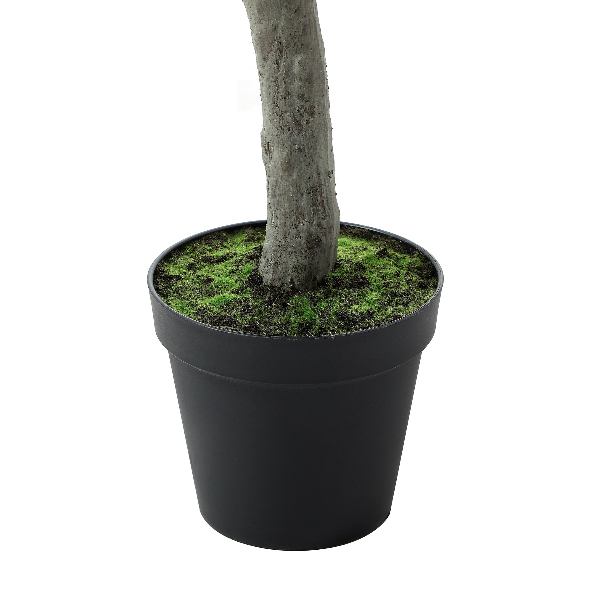 Olivo in vaso 240cm