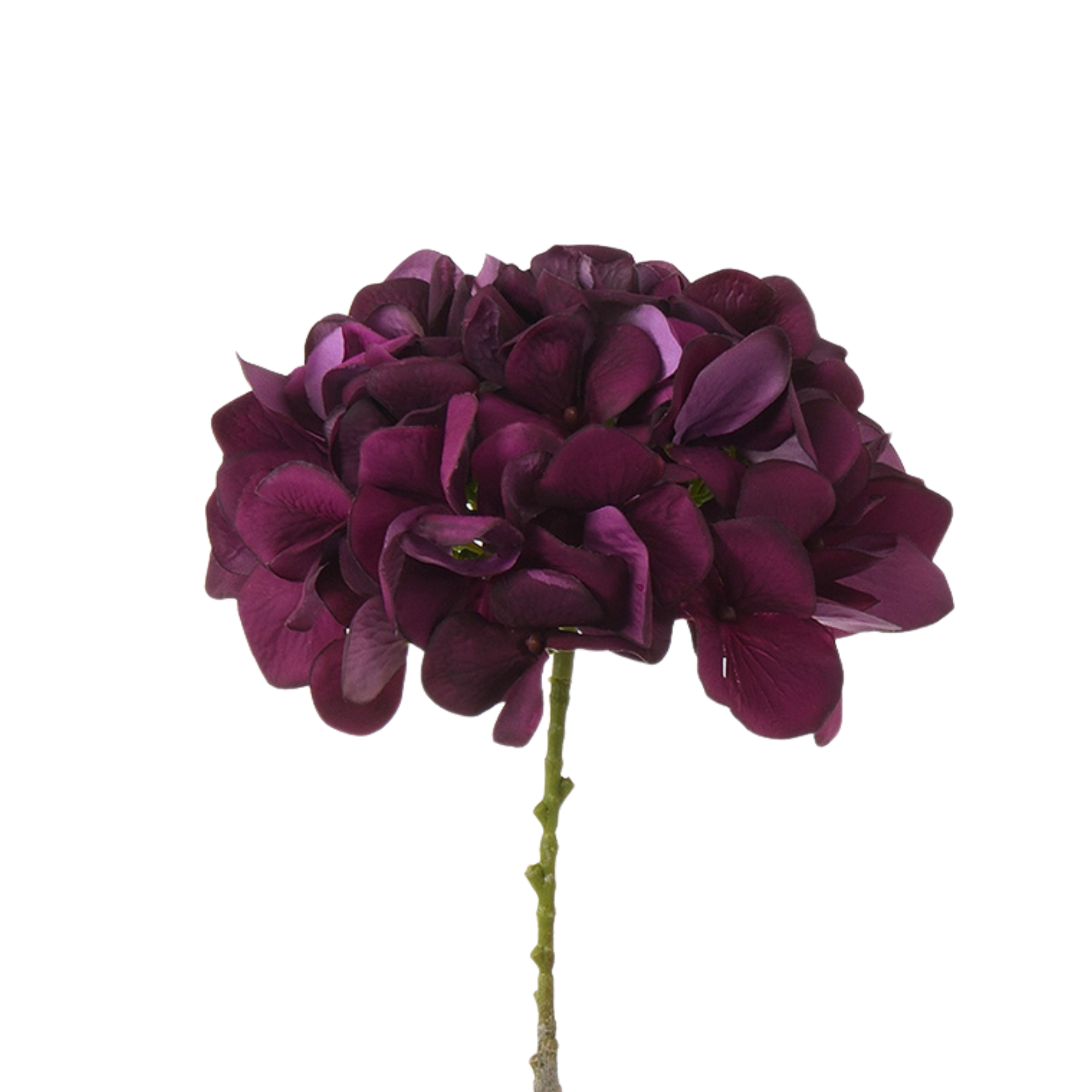 Tige d’Hortensia 63 cm