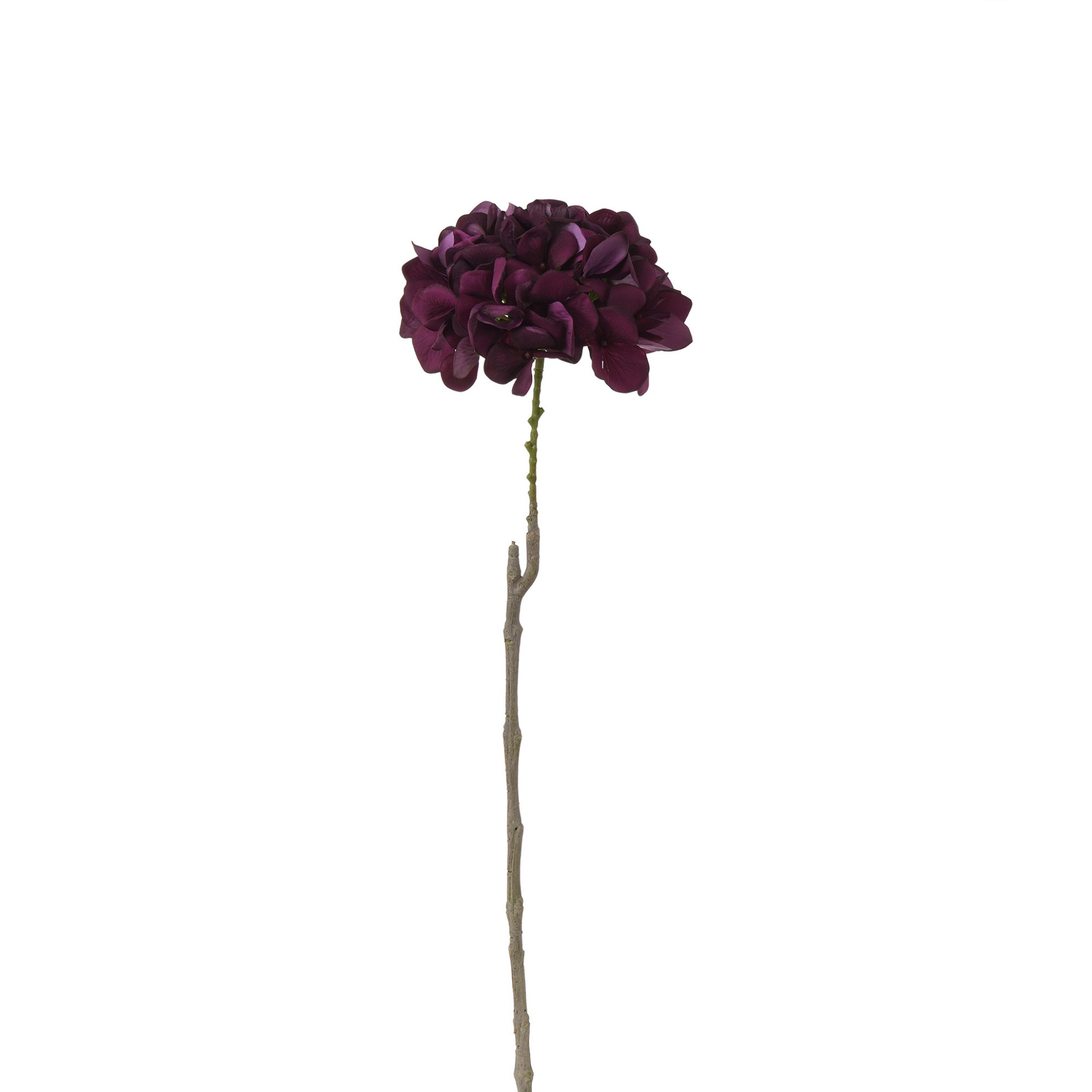 Tige d’Hortensia 63 cm