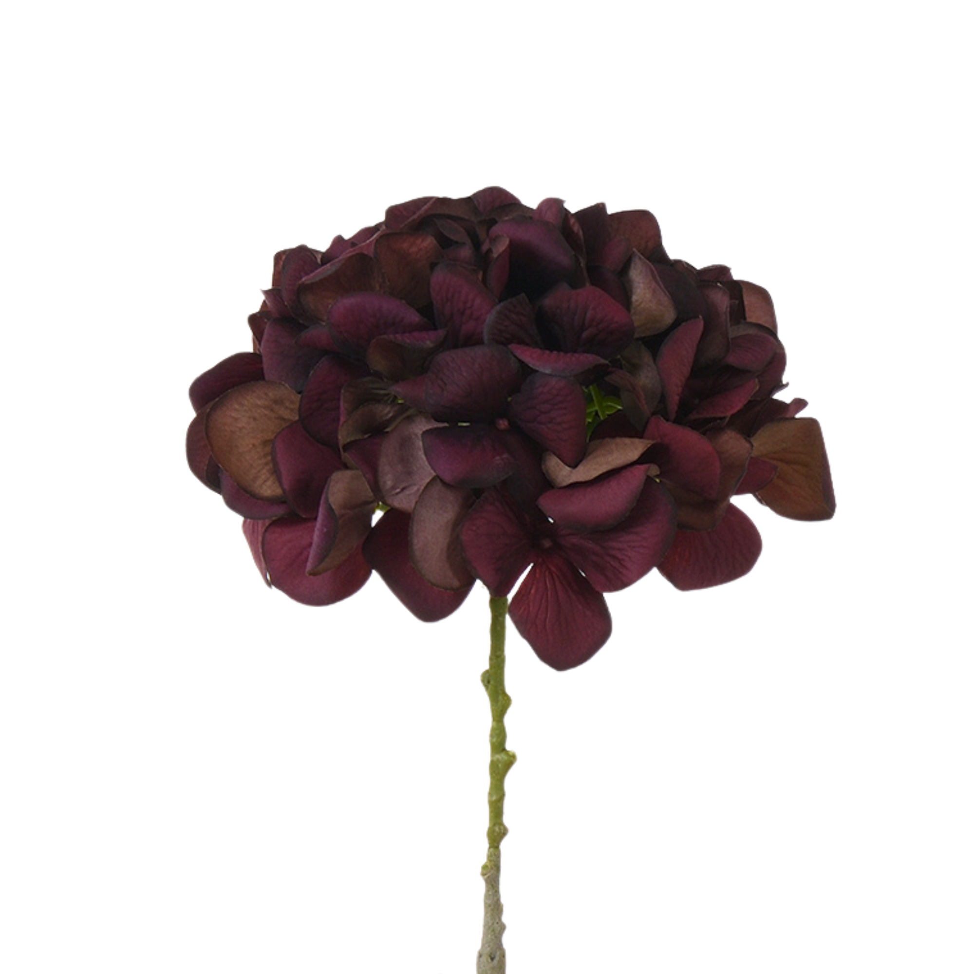 Tige d’Hortensia 63 cm