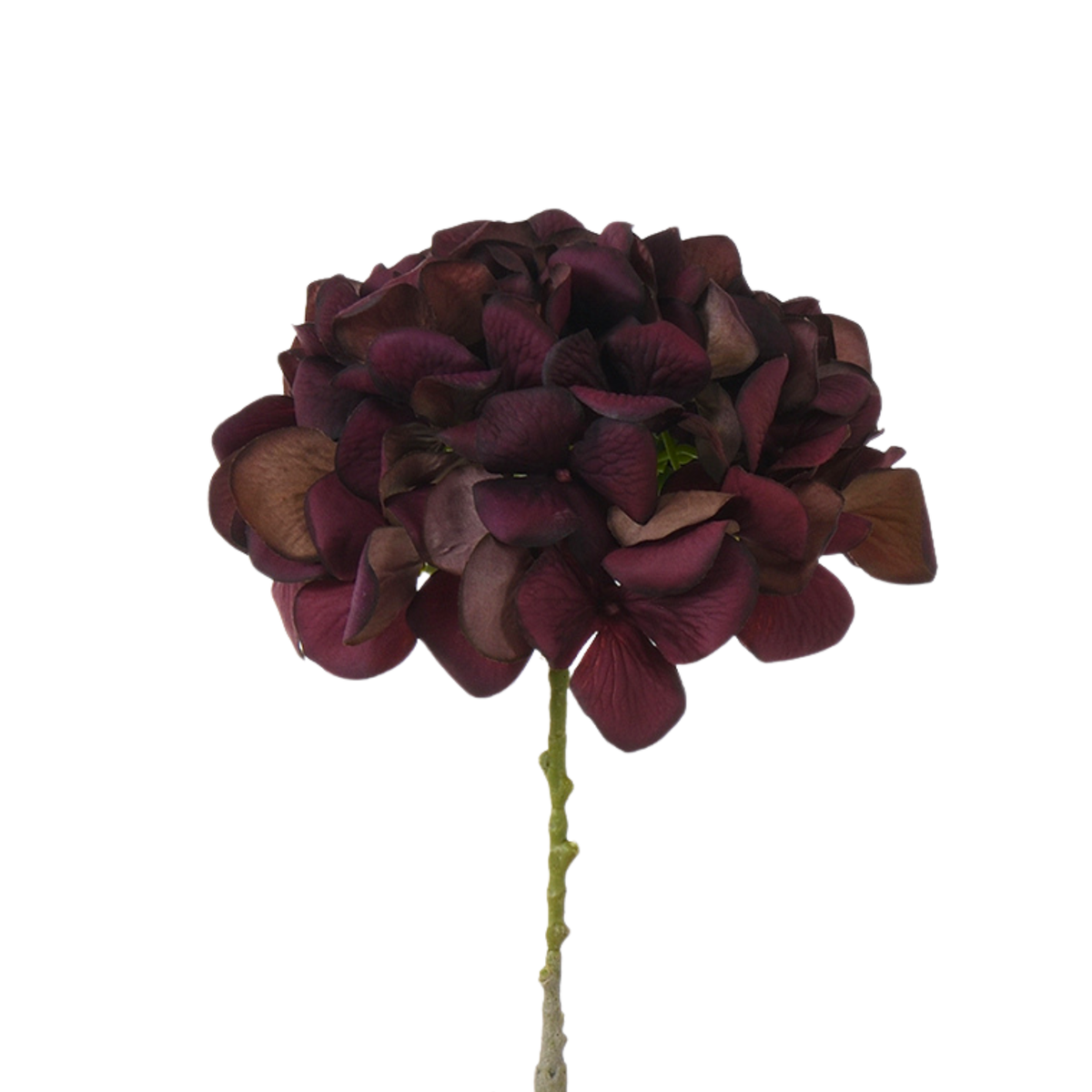 Tige d’Hortensia 63 cm
