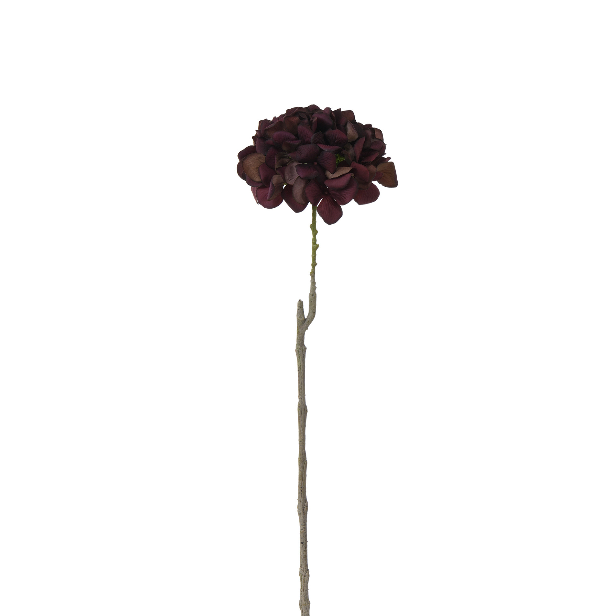 Tige d’Hortensia 63 cm