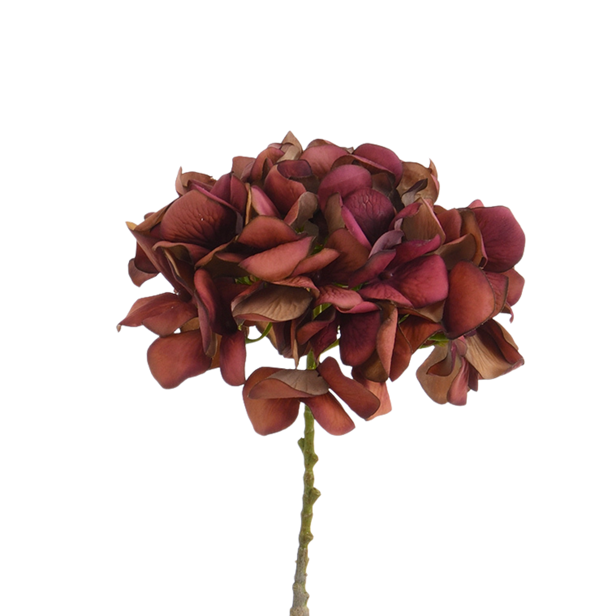 Tige d’Hortensia 63 cm