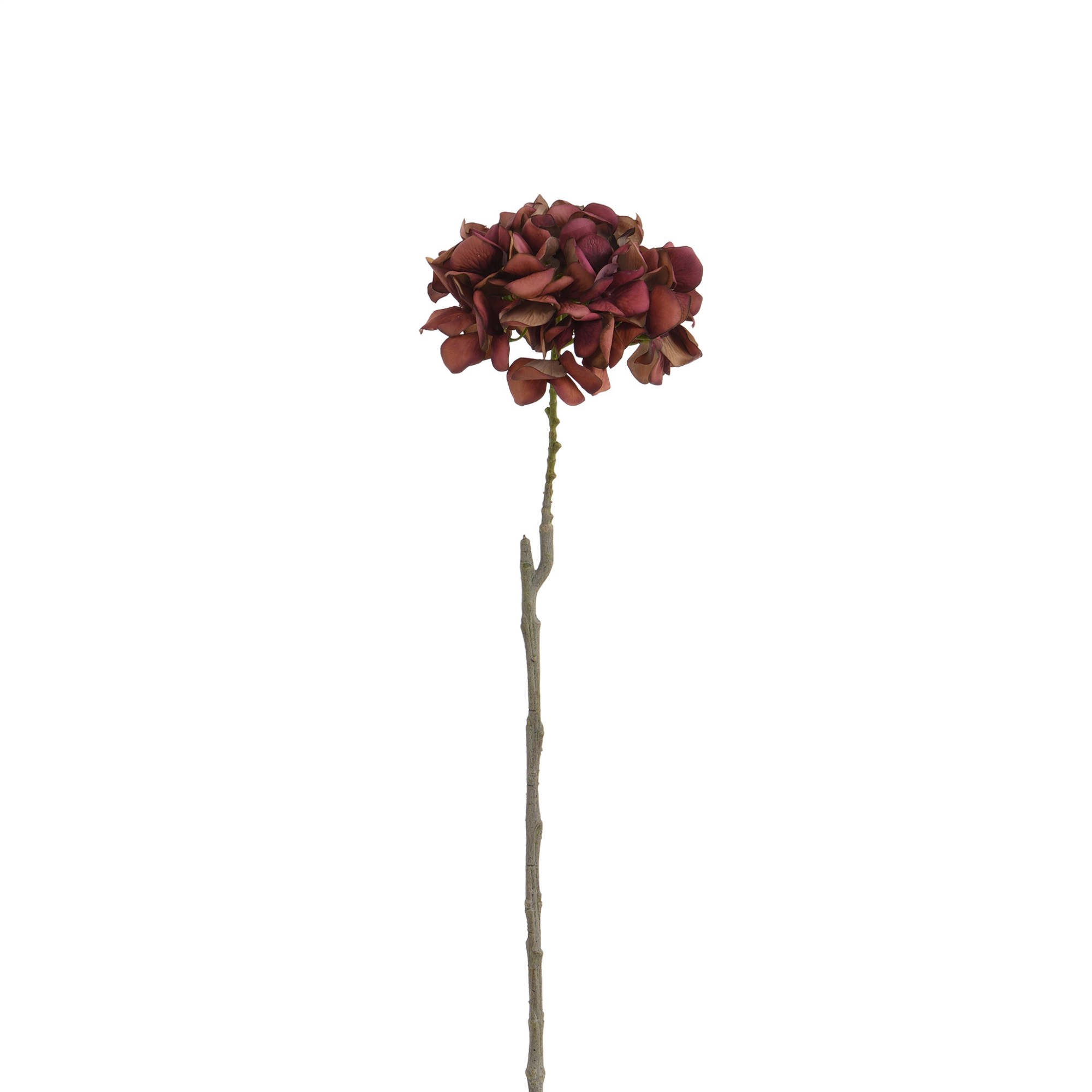 Tige d’Hortensia 63 cm