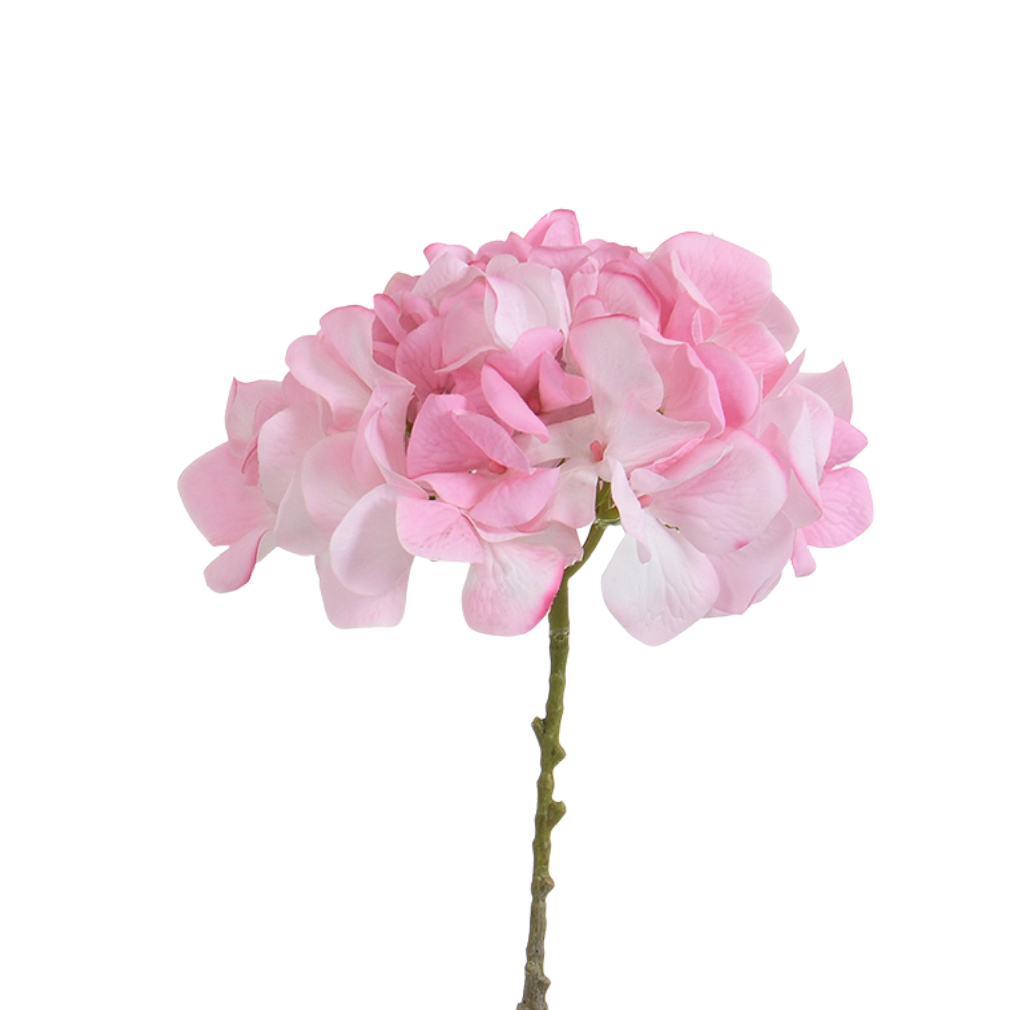 Tige d’Hortensia 63 cm