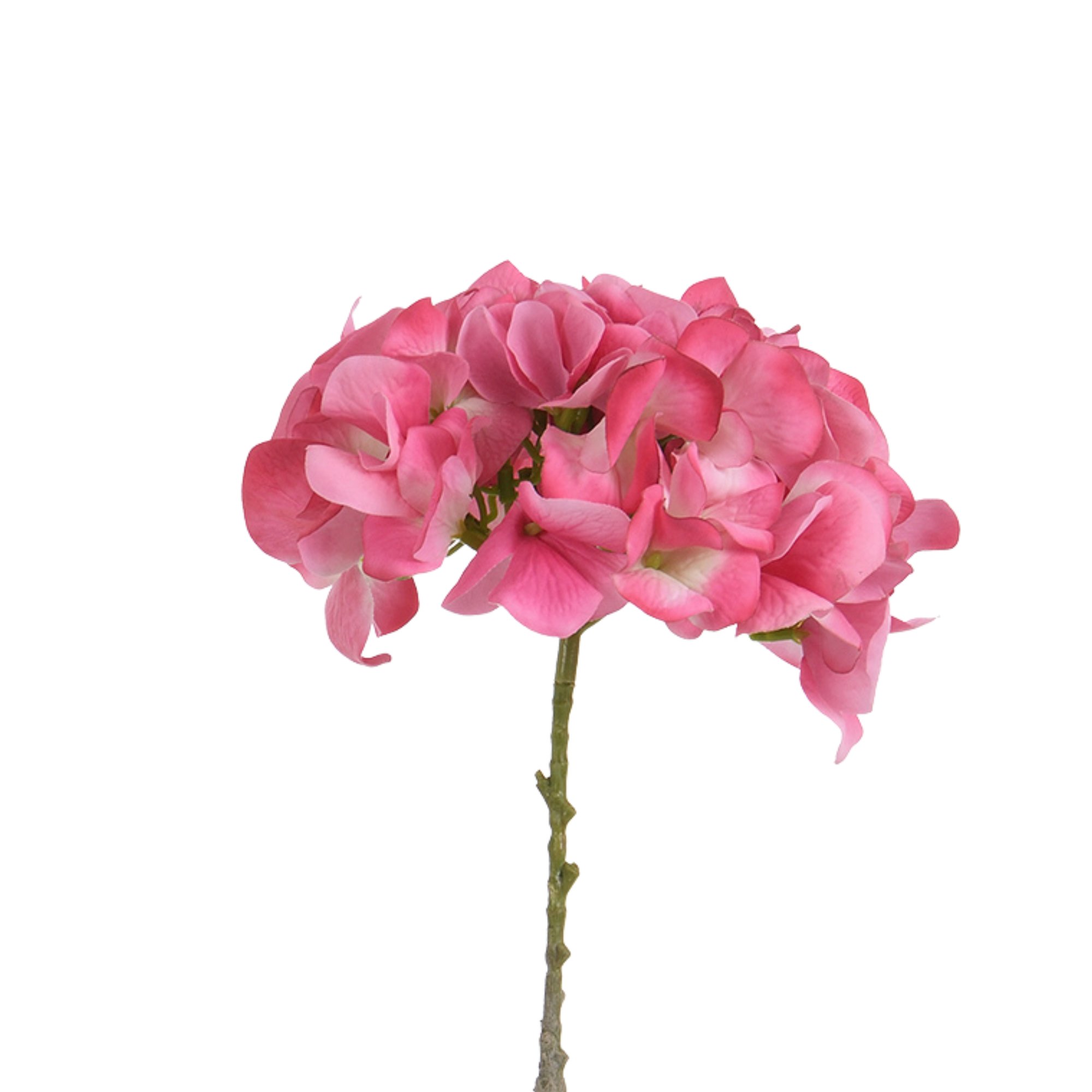 Tige d’Hortensia 63 cm