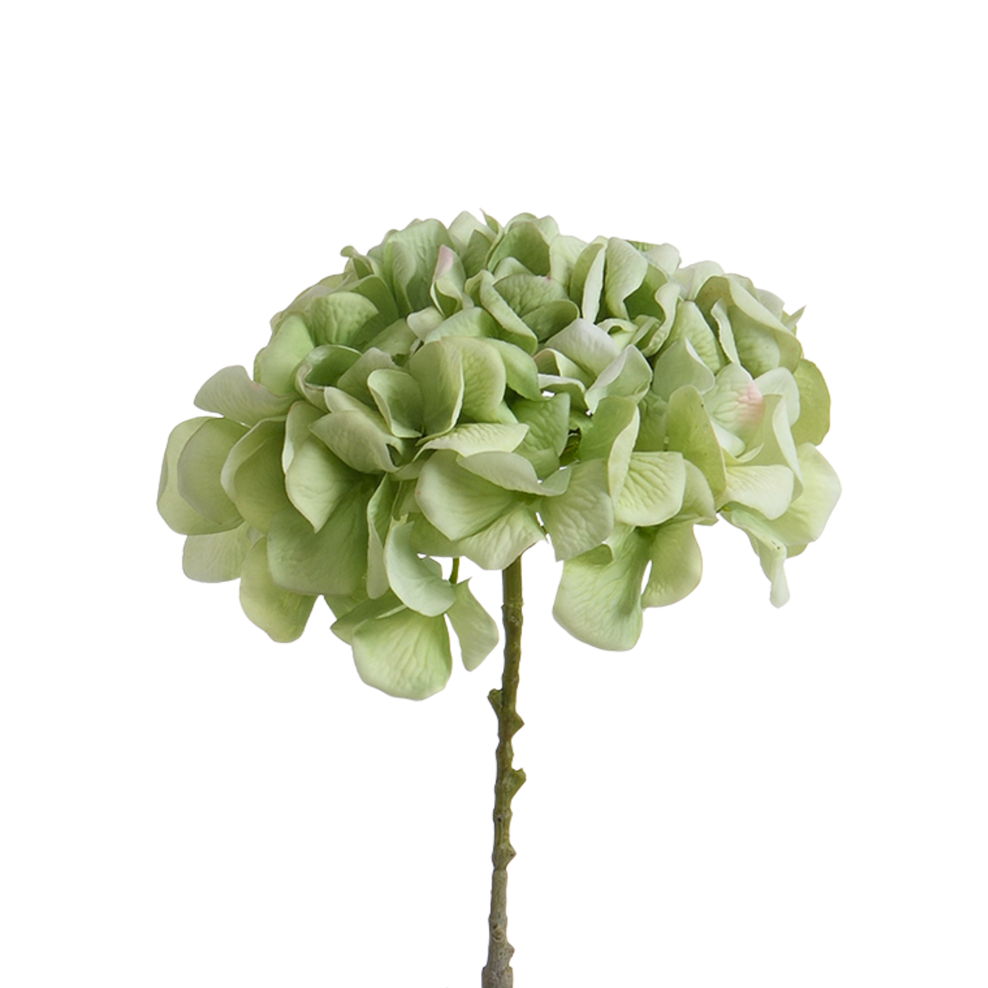 Tige d’Hortensia 63 cm