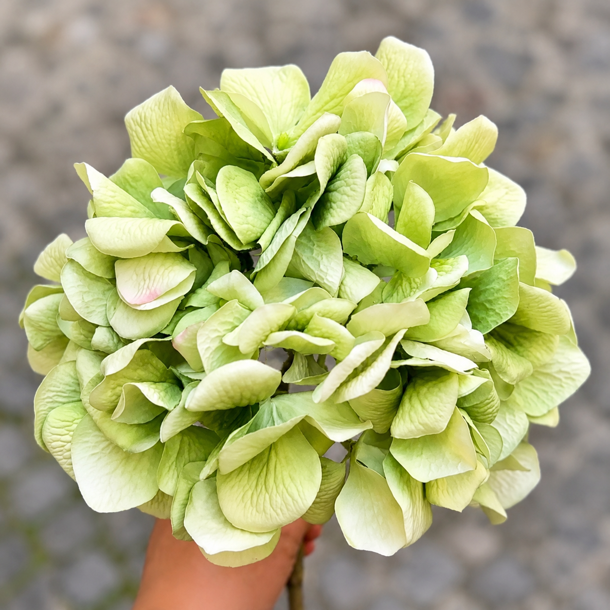 Tige d’Hortensia 63 cm