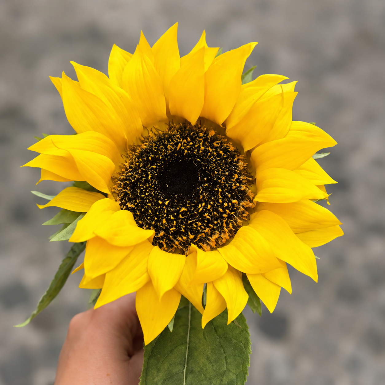 Tige de Tournesol 70 cm