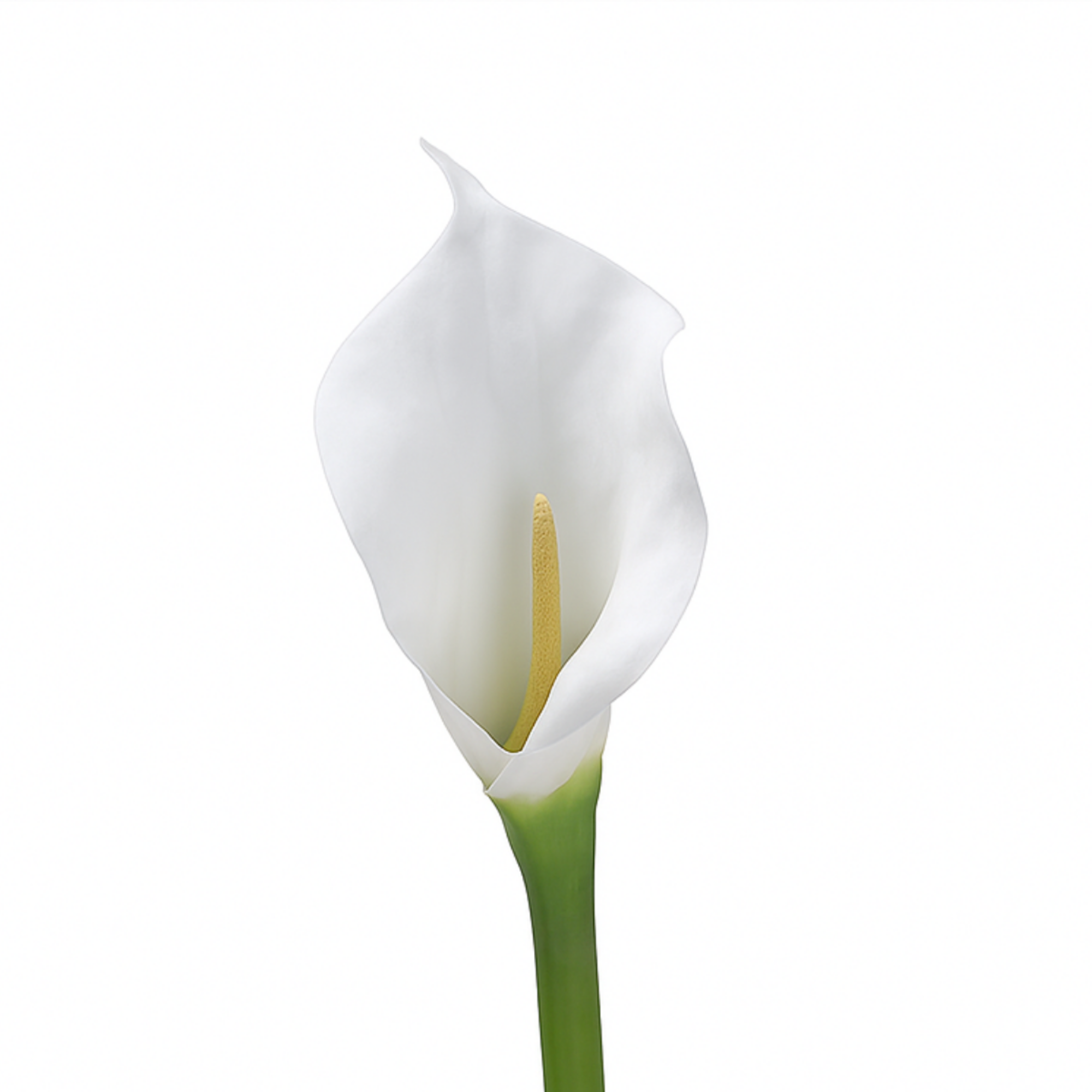 Tige d'Arum 75 cm blanc, fleur artificielle, packshot fond blanc, Sia Deco