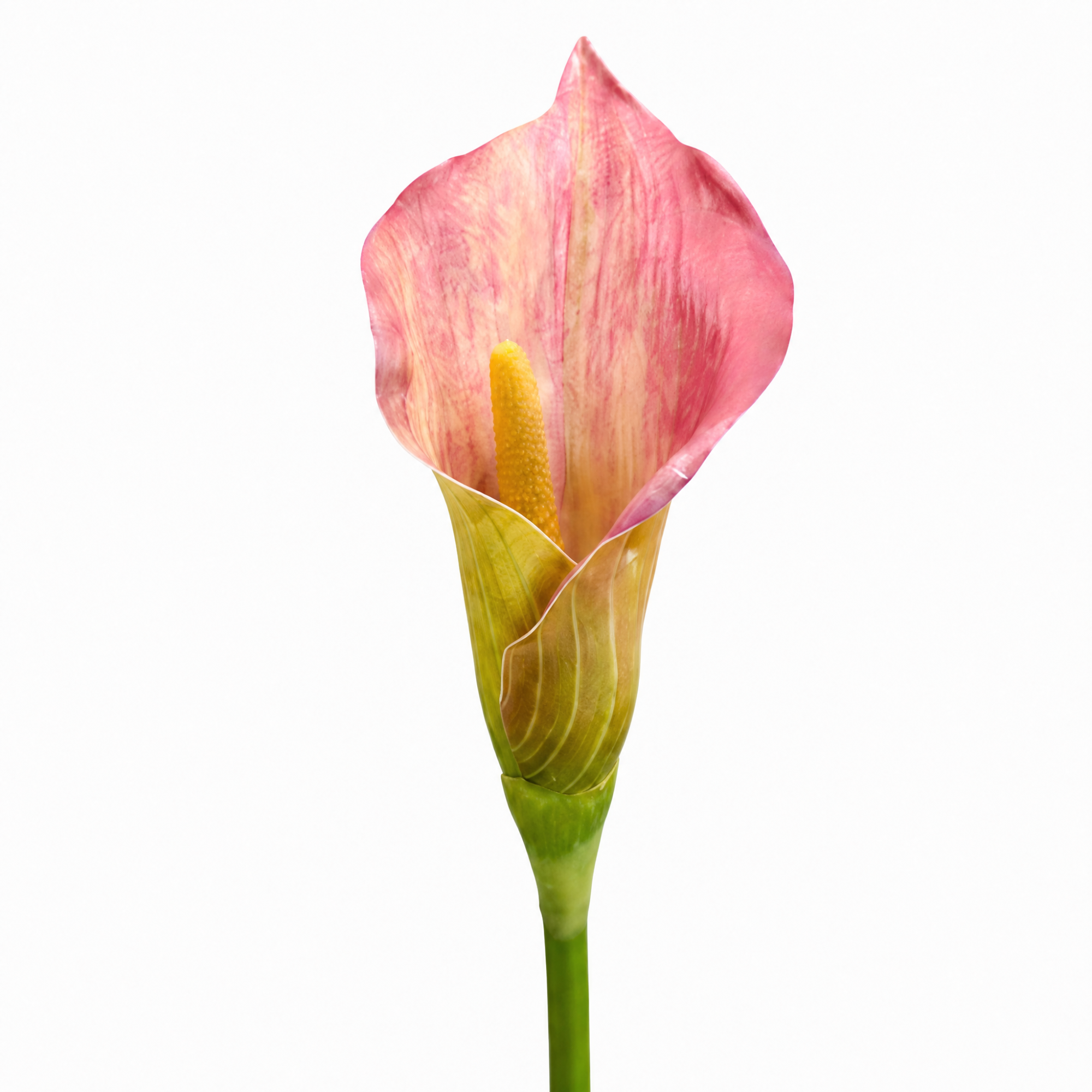 Tige d'Arum 75 cm bordeaux, fleur artificielle, packshot fond blanc, Sia Deco