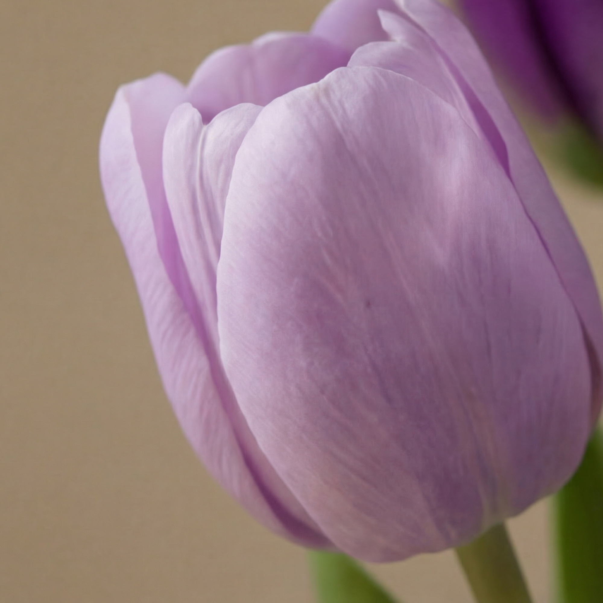 Bouquet de Tulipes Katia